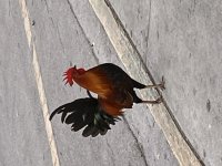 IMG_7045.jpeg