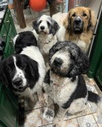 Dogs.jpeg
