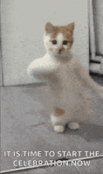 dancing-cat-cat.gif