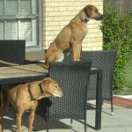Ridgebacks.jpg