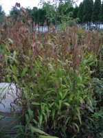 upland sea oats 3.jpg