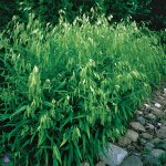 Upland Sea Oats 5.jpg