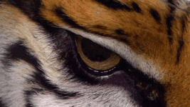 Eye of the tiger.gif