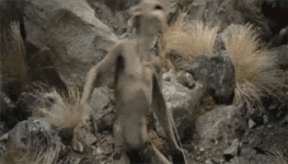 IMG_3595.gif
