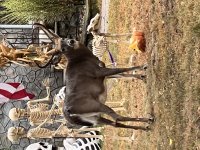 IMG_6170.jpeg IMG_6170.jpeg