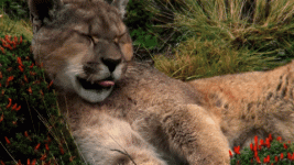 Tired Lion GIF by Nat Geo Wild - Find & Share on GIPHY.gif
