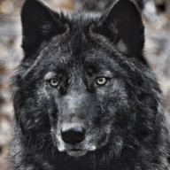 WestGeorgiaTiger