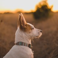 pupphoto