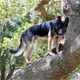 K9Buck.usc