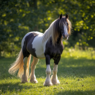 Gypsyvanner12