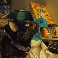 KikitheCat