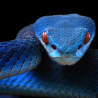 o_viperblue