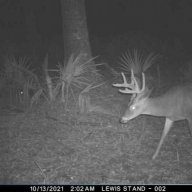 roosterreb