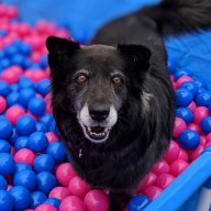 barkinglion