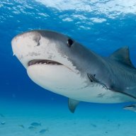 SharkTank