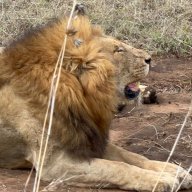 PaNJLion