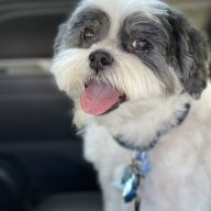 Lead Dog
