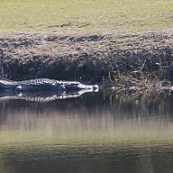 SwampMing