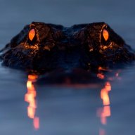 TheSwamp15