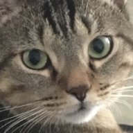 FrappeJCat