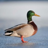 MallardSlayer