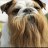 Bearded Dawg