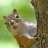 Squirrel Taylor
