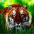 rbtiger