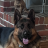 foxdawg32