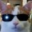 eddie_gocats