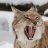 wildcatknh