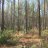 wwforest