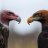 Buzzards Roost