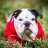 SouthMS_Dawg