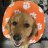 Clemsontrav16