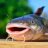 catfish3030