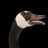 LordOfAllGooses