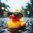 monsoon_duck10