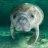 ManateeTT
