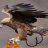 MassiveEagleBallz