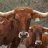 dwdlonghorn