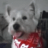 FrostyTheWestie