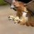 Talons