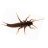 pteronarcid