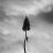 TheSilence