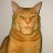 halfman_halfcat_420