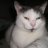 ConnCat