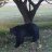 HudsonValleyBruin