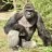 AuburnGorilla
