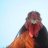 CoopTheGamecock